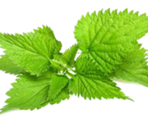 Mevsiminde Yeşillikler